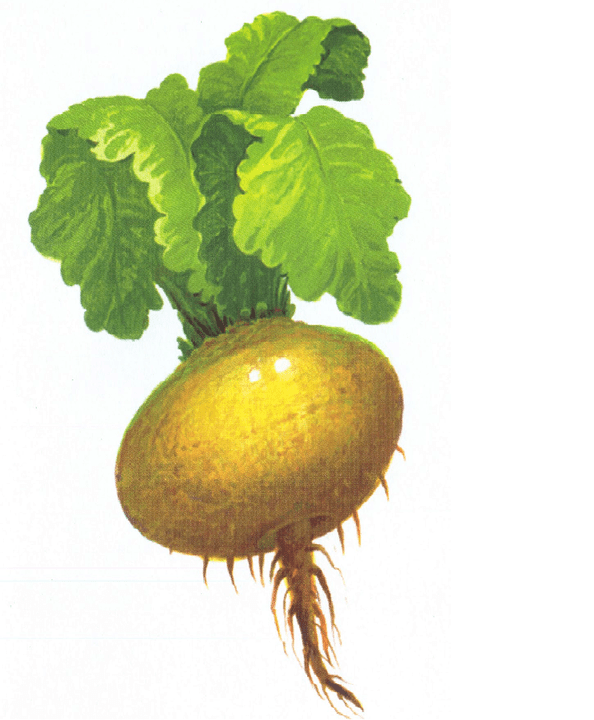 turnip aron madugangan ang kahanas