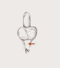 Ang mga kaunuran sa potensidad ug ang ilang tensiyon aron madugangan ang kahanas